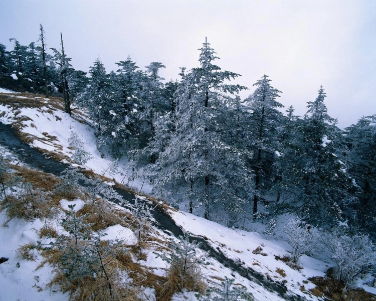 a-murit-in-timp-ce-incerca-sa-taie-un-brad-de-craciun