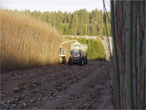 afacere-profitabila-cu-salciile-energetice