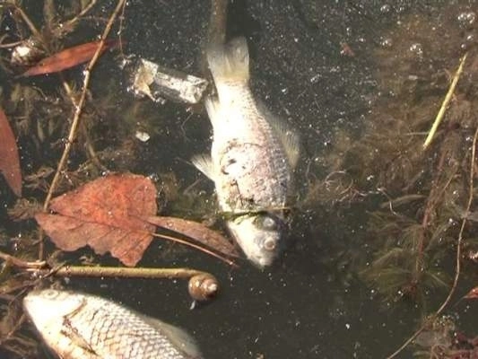 amenzi-in-cazul-dezastrului-ecologic-de-la-budila