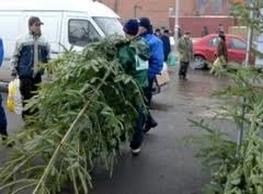 brazii-de-craciun-la-pretul-din-2011