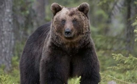 ce-spune-prodecanul-de-la-silvicultura-despre-atacurile-ursilor