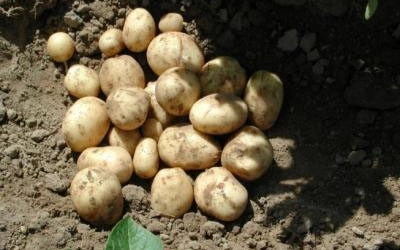 copii-prinsi-la-furat-de-cartofi