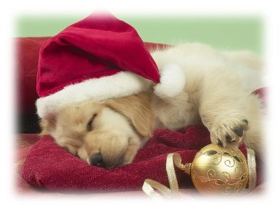 craciunul-animalelor-la-brasov