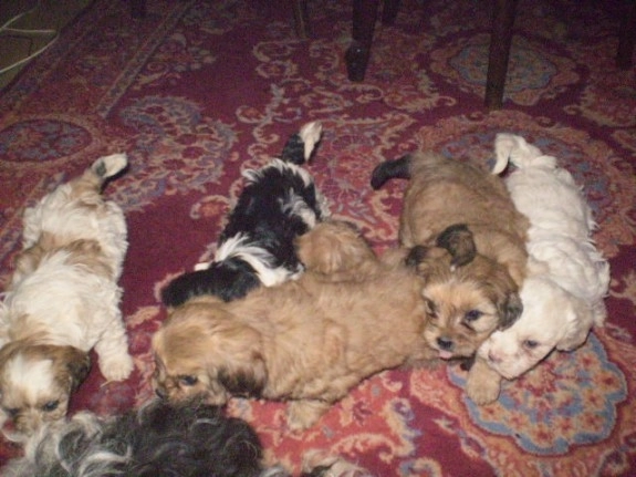 crestea-30-de-caini-in-apartament