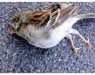 cum-salvam-pasarile-de-geamurileoglinda