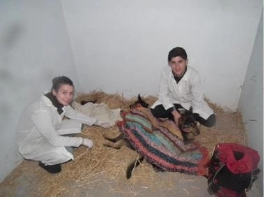 elevii-veterinari-din-prejmer-au-ajutat-la-sterilizarea-cainilor-si-a-pisicilor