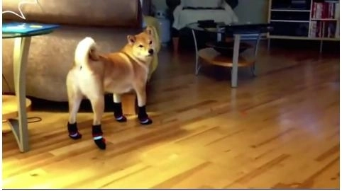 faza-zilei-cainele-balerin-video