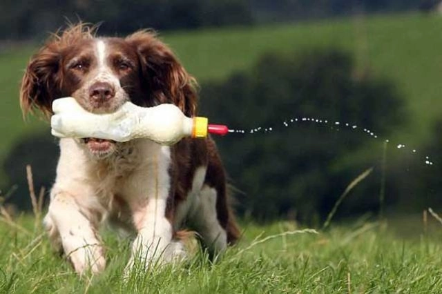 faza-zilei-catelusa-care-hraneste-cu-biberonul-mieluseii-