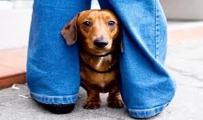 faza-zilei-cel-mai-curajos-caine-video