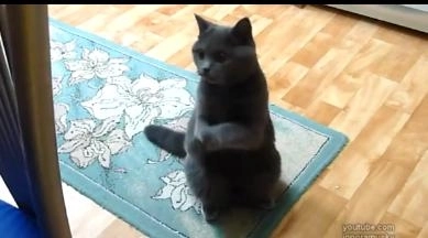 faza-zilei-cum-cere-o-pisica-de-mancare-video