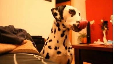 faza-zilei-cum-cerseste-un-caine-pizza