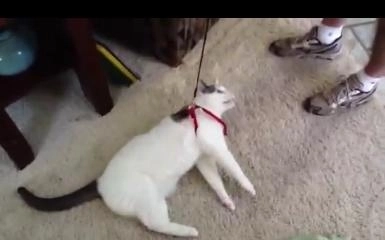 faza-zilei-la-plimbare-cu-pisica-video