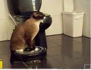 faza-zilei-o-pisica-se-plimba-cu-aspiratorul-video