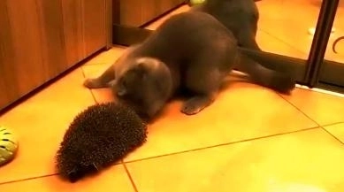 faza-zilei-o-pisica-se-scarpina-cu-un-arici-video