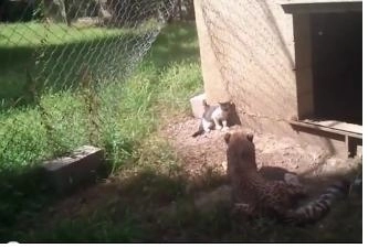 faza-zilei-pisica-si-ghepardul-video