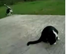 faza-zilei-pisica-sinucigasa-video