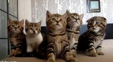 faza-zilei-pisoii-dansatori-video