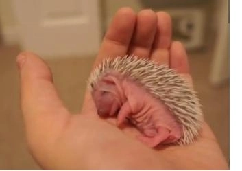 faza-zilei-puiul-de-arici-trage-un-pui-de-somn-