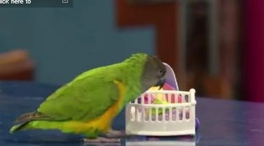 faza-zilei-un-papagal-face-pe-mamica-video