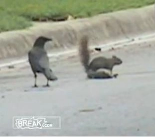 faza-zilei-veverita-care-ne-emotioneaza-video