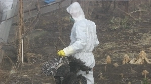 focar-de-pseudopesta-aviara-la-zarnesti