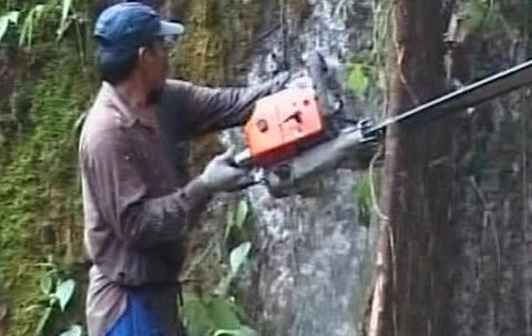 hoti-de-lemne-prinsi