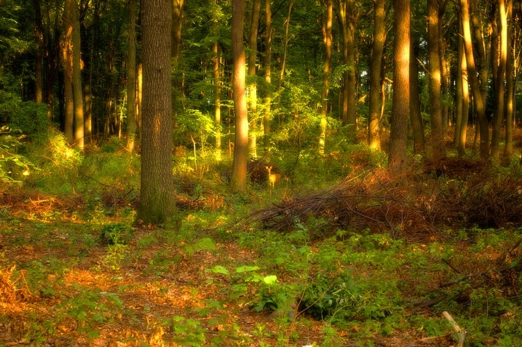 in-brasov-au-fost-afectati-de-seceta-2509-de-arbori