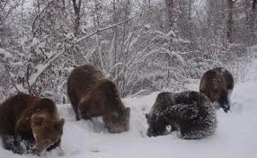 incepe-recensamantul-ursilor