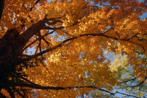 inceput-de-octombrie-cavara-la-brasov-