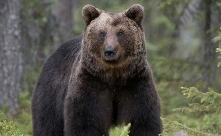 judetul-brasov-pe-locul-trei-in-tara-dupa-numarul-de-ursi