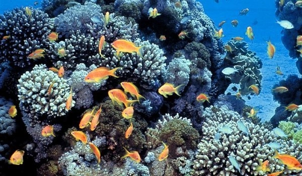 jumatate-din-coralii-marii-bariere-a-australiei-au-disparut