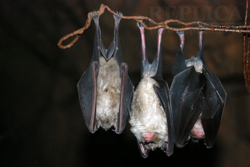 liliecii-sunt-pe-cale-de-disparitie-nu-si-in-racadau