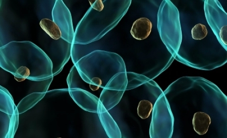 medicii-in-alerta-a-fost-descoperit-un-nou-virus-asemanator-guturaiului