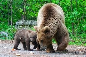 noi-atacuri-ale-ursilor