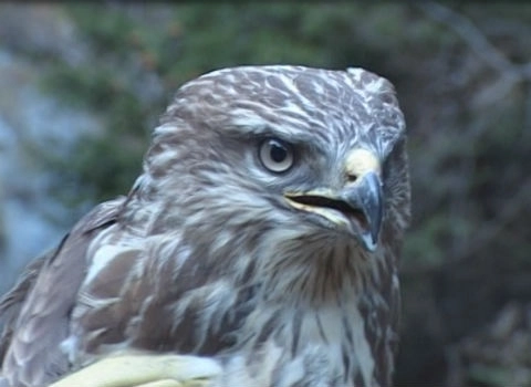 pasare-rara-salvata-de-pe-dn1