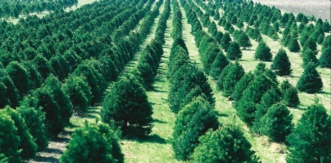 pepiniere-forestiere-in-judetul-brasov