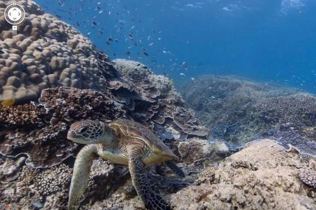 poti-vedea-marea-bariera-de-corali-cu-google-street-view