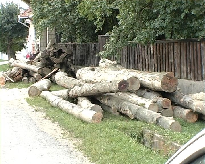 prinsi-cu-lemne-furate