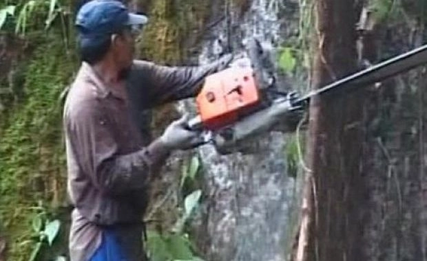 prinsi-taind-ilegal-copaci