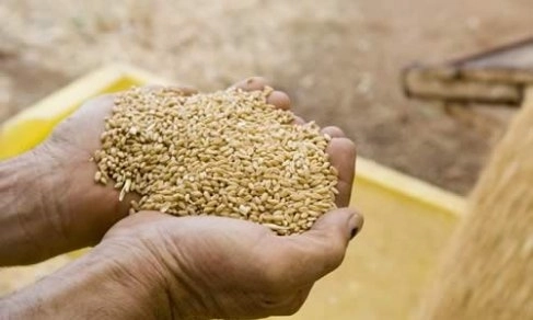 romania-va-dona-moldovei-110-tone-de-samanta-de-grau