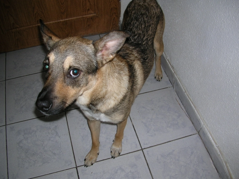 sa-pierdut-cainele-gu