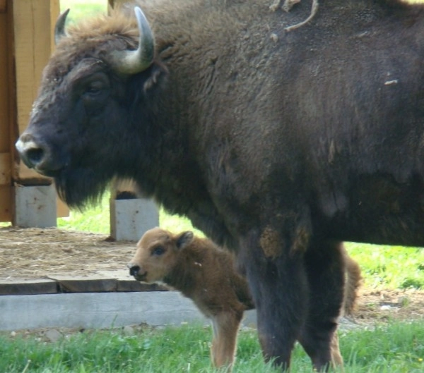 seceta-afecteaza-rezervatia-de-zimbri