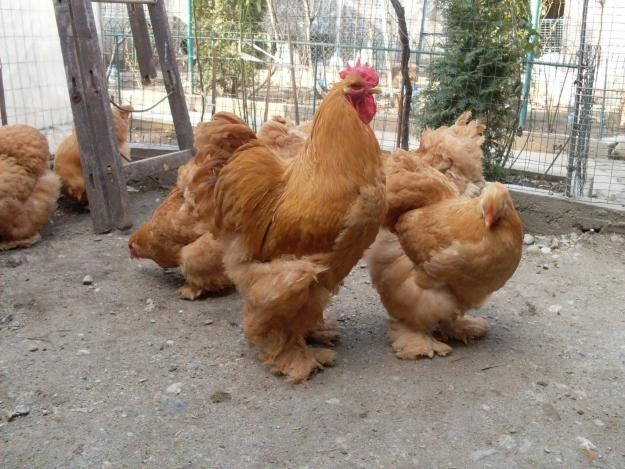 subevntii-pentru-bunastarea-pasarilor