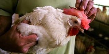 suspiciune-de-pseudopesta-aviara-la-tohanul-vechi