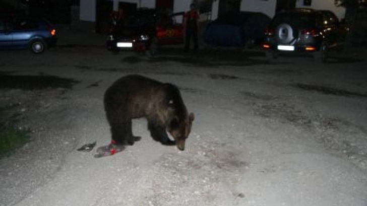 un-tanar-a-fost-atacat-de-urs