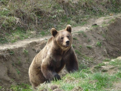 ursii-siau-intetit-atacurile