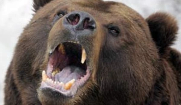 vanatorii-au-impuscat-un-urs-nu-stiu-daca-e-cel-ucigas-