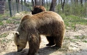 -programul-de-vizite-la-sanctuarul-de-ursi-libearty-din-zarnesti