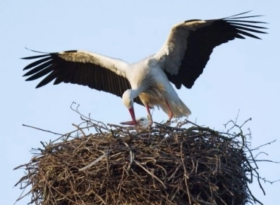 -vezi-imagini-live-din-cuibul-unei-berze