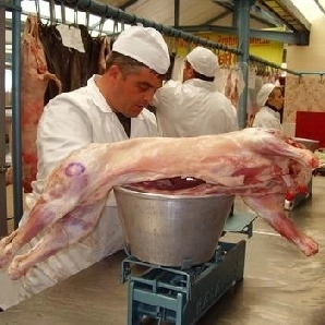 11-cereri-pentru-abatoarele-de-sacrificare-a-mieilor